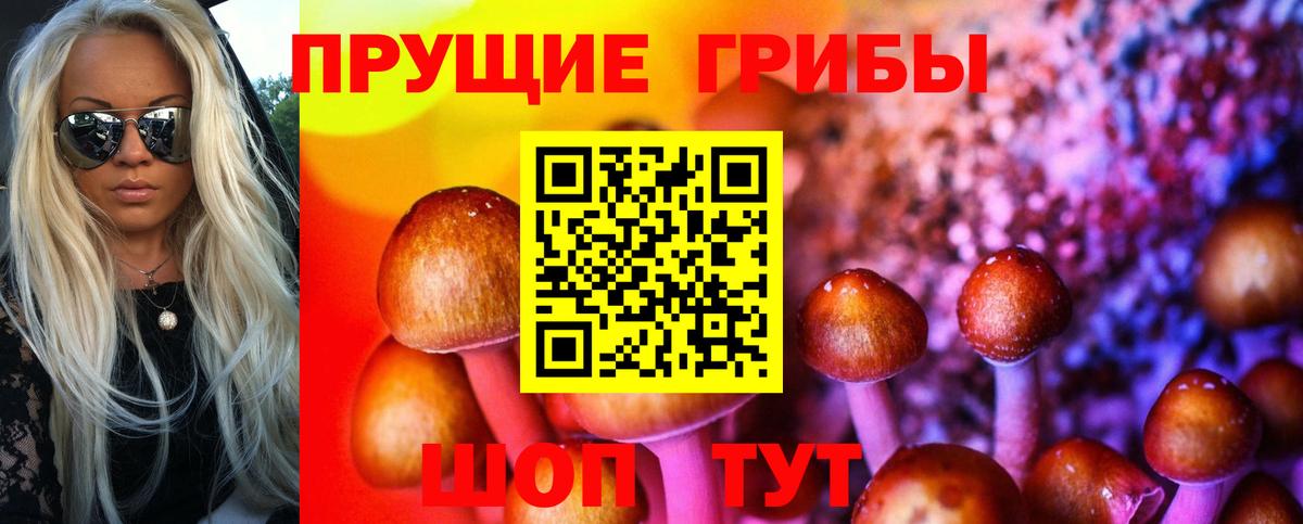 Псилоцибиновые грибы Psilocybe Барабинск